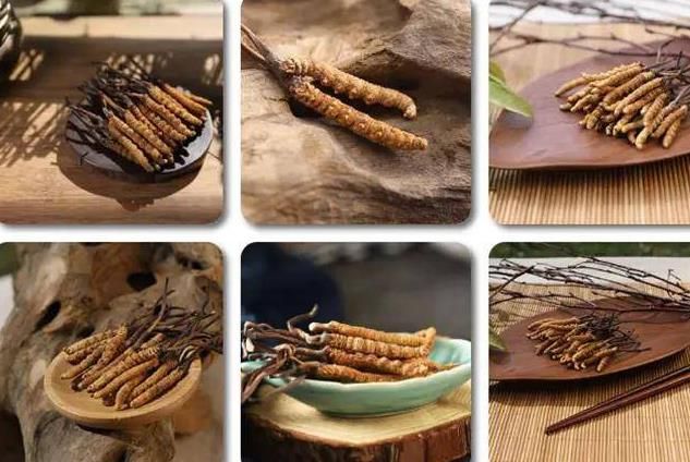 冬蟲夏草和白蟲草有什么區(qū)別？