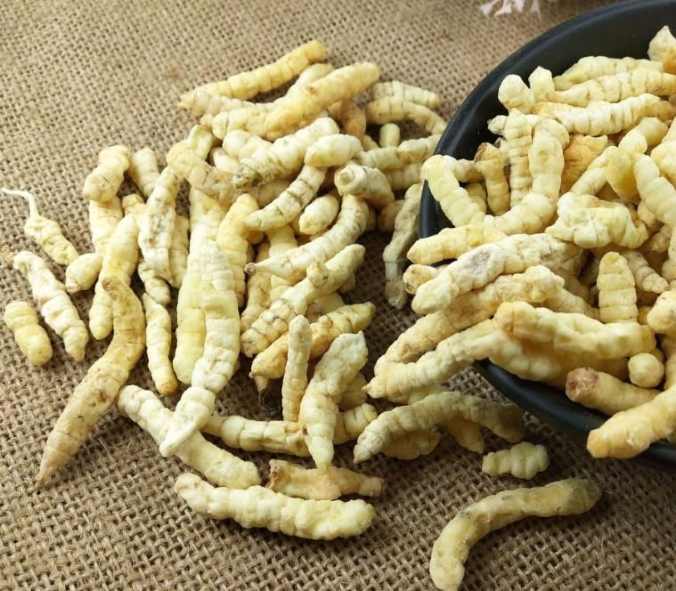 冬蟲夏草和白蟲草有什么區(qū)別？