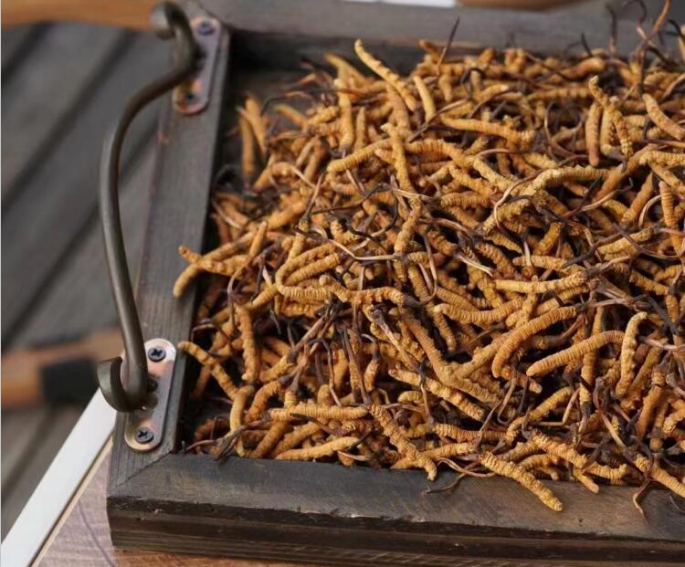 冬蟲夏草如何分級(jí)？