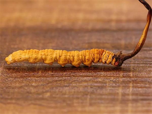 冬蟲夏草草頭越長品質(zhì)越好嗎？草頭越長冬蟲夏草品質(zhì)越好