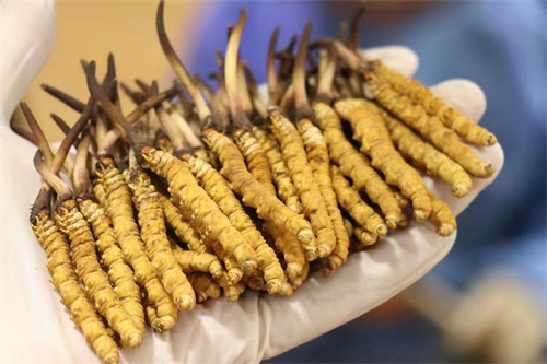 冬蟲夏草價(jià)格為多少？冬蟲夏草2023價(jià)目表