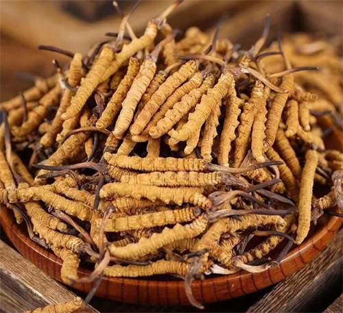 冬蟲夏草一斤多少錢？購買冬蟲夏草時需要考慮的5個因素