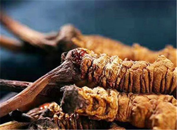 男人吃冬蟲夏草有什么好處？男人吃蟲草的6個好處