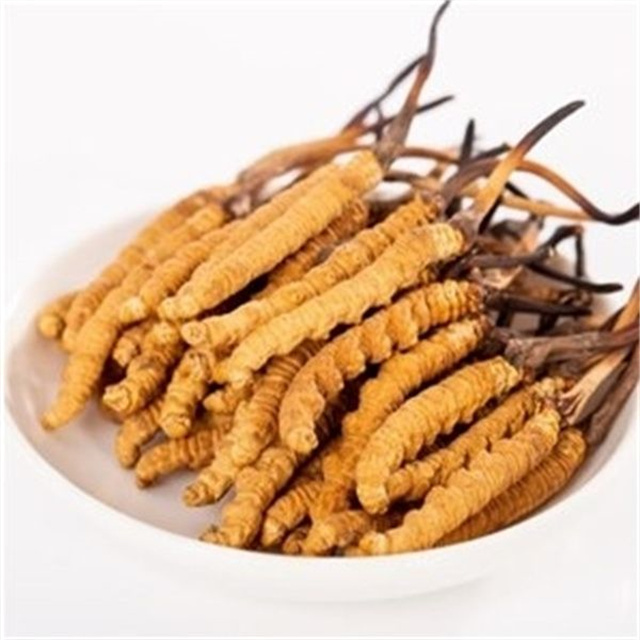 真的冬蟲夏草什么價(jià)格？冬蟲夏草價(jià)格的波動(dòng)與市場(chǎng)影響因素