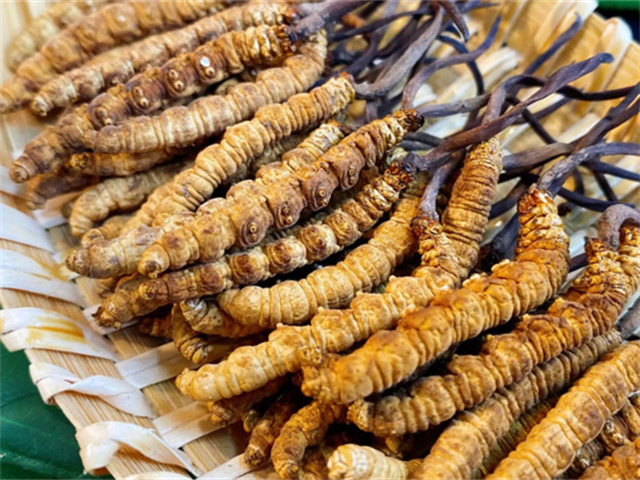 天然冬蟲夏草是怎么形成的？天然冬蟲夏草的形成過(guò)程