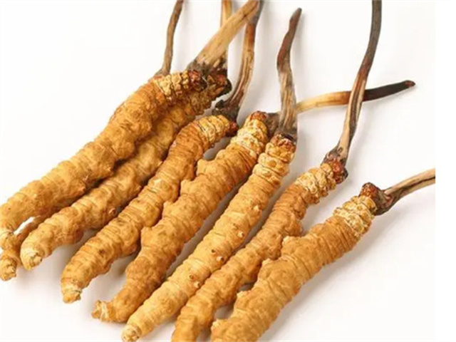 男人適合食用冬蟲夏草嗎？冬蟲夏草的藥用價值