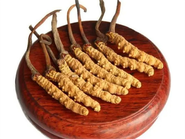 老人能吃冬蟲夏草嗎？老年人食用冬蟲夏草的4個好處