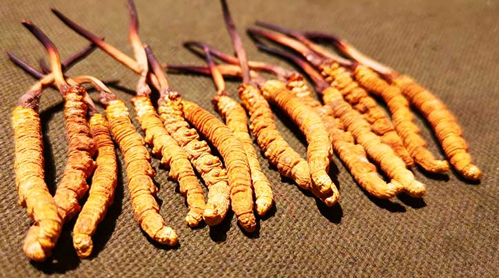 西藏自治區(qū)林業(yè)和草原局關(guān)于委托實施 出售國家二級保護野生植物冬蟲夏草 審批事項的通告