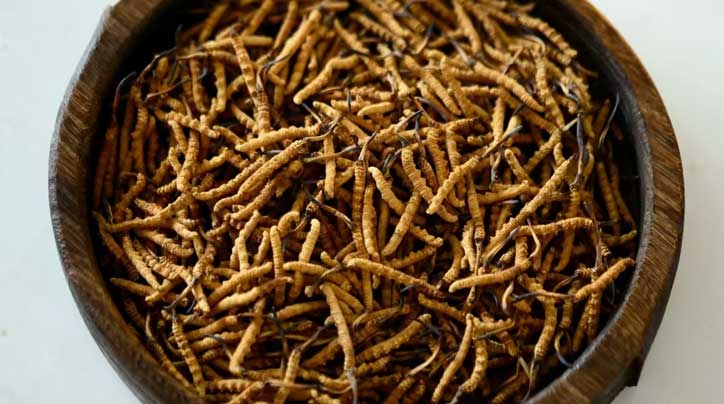 冬蟲夏草_蟲草價格-蟲草產地直銷網【西藏那曲冬蟲夏草】