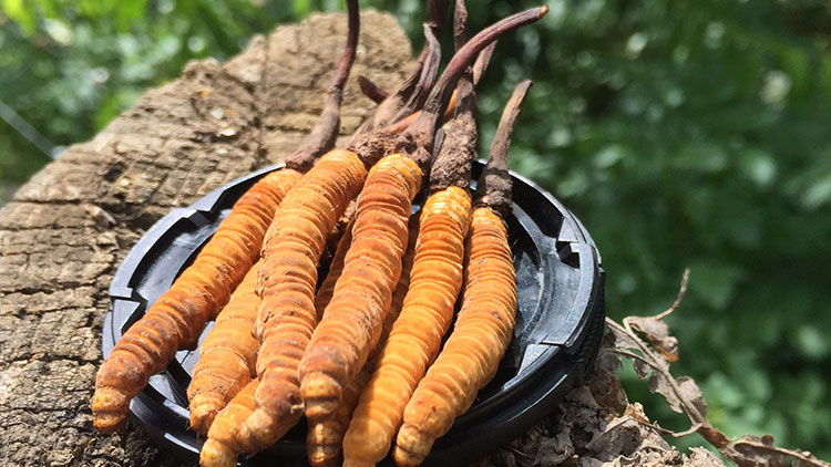 如何辨別優(yōu)質那曲蟲草？掌握這幾招，輕松避開陷阱！