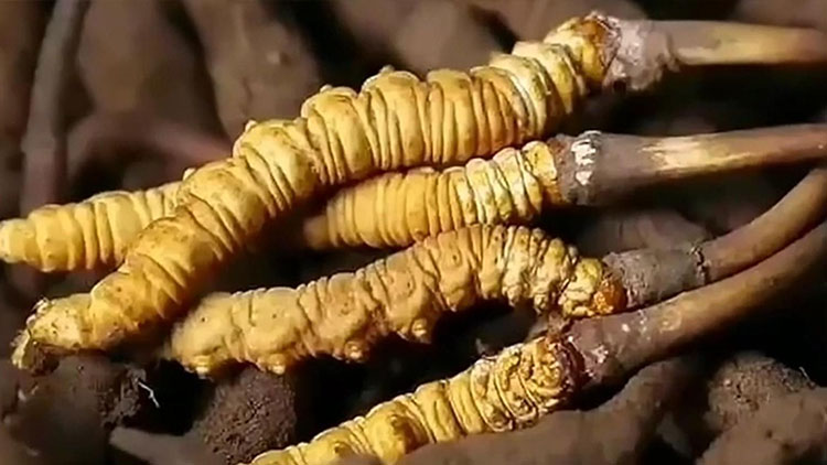  那曲蟲(chóng)草市場(chǎng)亂象揭秘：如何避免買(mǎi)到假貨？