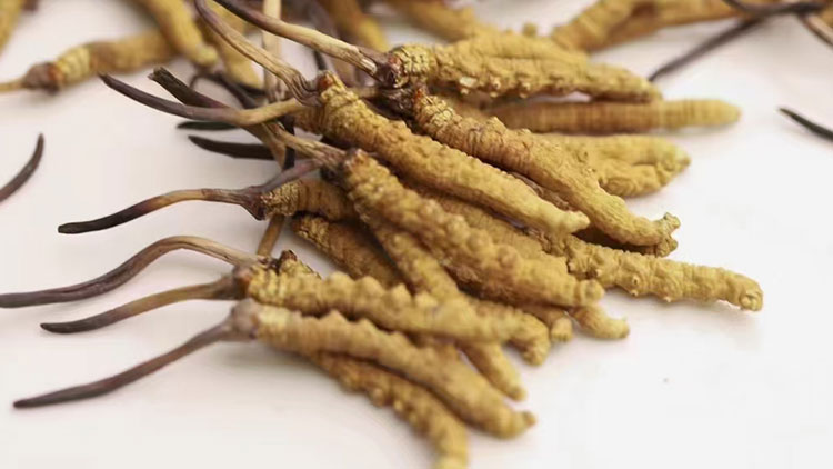 新鮮蟲草的價(jià)格是多少