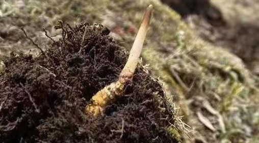 <a href=http://m.ddhuz.com/xinxian/ target=_blank class=infotextkey>鮮冬蟲夏草</a>的多樣食用方法