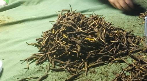 <a href=http://m.ddhuz.com/xinxian/ target=_blank class=infotextkey>鮮冬蟲夏草</a>的正確食用方法指南