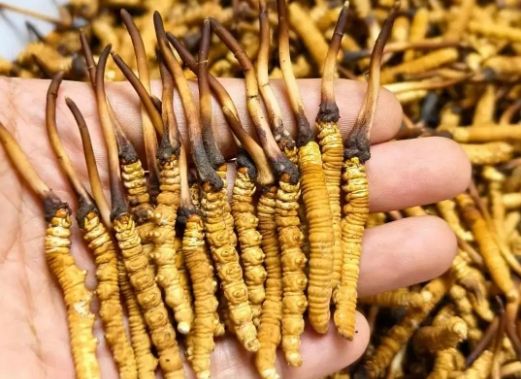 <a href=http://m.ddhuz.com/sdph/zcw/ target=_blank class=infotextkey>珍草王冬蟲夏草</a>是真的嗎?