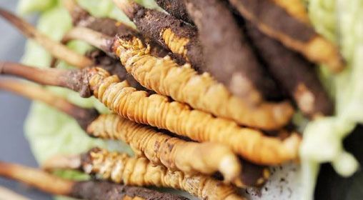 <a href=http://m.ddhuz.com/xinxian/ target=_blank class=infotextkey>鮮冬蟲夏草</a>功效與食用方法詳解