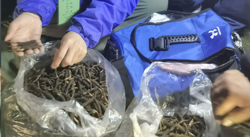 新鮮那曲蟲草多少錢一根？揭秘冬蟲夏草的價(jià)格密碼