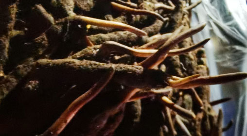 新鮮冬蟲(chóng)夏草的多種食用方法