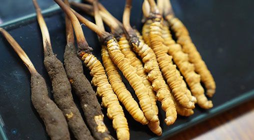 新鮮<a href=http://m.ddhuz.com/jiage/ target=_blank class=infotextkey>冬蟲夏草價格</a>查詢