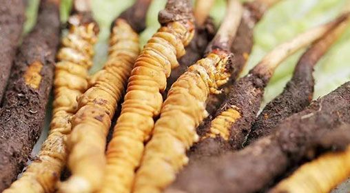 <a href=http://m.ddhuz.com/xinxian/ target=_blank class=infotextkey>新<a href=http://m.ddhuz.com/xinxian/ target=_blank class=infotextkey>鮮冬蟲夏草</a></a>怎么洗 