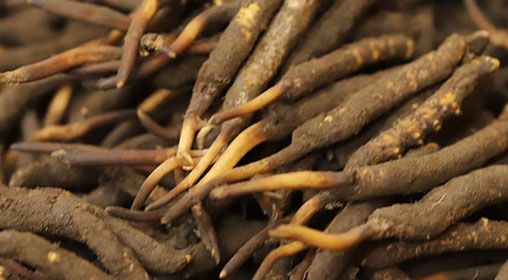 新鮮冬蟲(chóng)夏草能泡酒嗎  