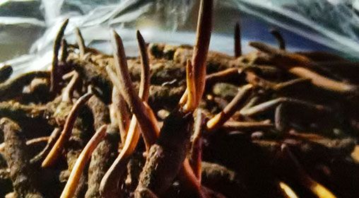 <a href=http://m.ddhuz.com/xinxian/ target=_blank class=infotextkey>新<a href=http://m.ddhuz.com/xinxian/ target=_blank class=infotextkey>鮮冬蟲夏草</a></a>營養(yǎng)有哪些呢