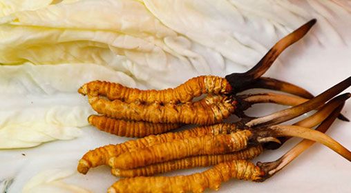 那曲雪域<a href=http://m.ddhuz.com/xinxian/ target=_blank class=infotextkey>新<a href=http://m.ddhuz.com/xinxian/ target=_blank class=infotextkey>鮮冬蟲夏草</a></a>