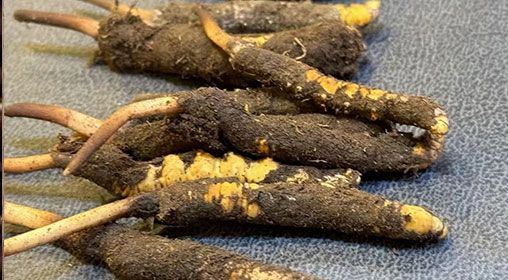 新鮮冬蟲(chóng)夏草壞了：原因、識(shí)別與應(yīng)對(duì)策略