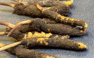 新鮮冬蟲(chóng)夏草壞了：原因、識(shí)別與應(yīng)對(duì)策略