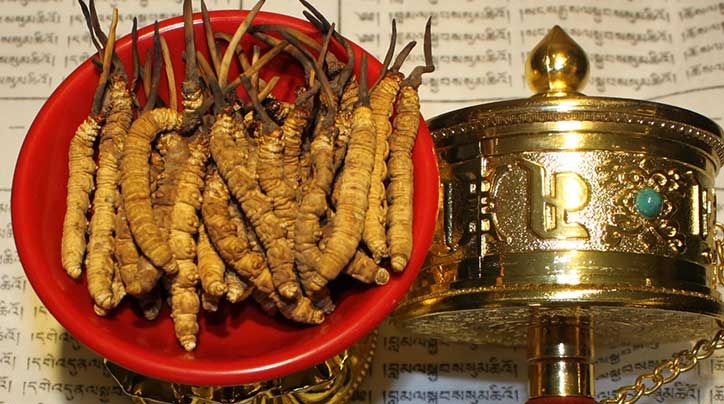 珍峰家的冬蟲夏草是真的嗎