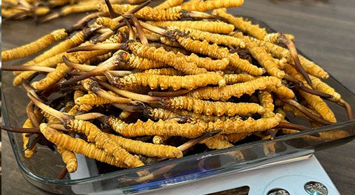 <a href=http://m.ddhuz.com/s/brxcc target=_blank class=infotextkey>比如縣冬蟲夏草</a>新鮮度