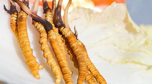 <a href=http://m.ddhuz.com/xinxian/ target=_blank class=infotextkey>新<a href=http://m.ddhuz.com/xinxian/ target=_blank class=infotextkey>鮮冬蟲夏草</a></a>煮飯:滋養(yǎng)身心的雪域珍饈