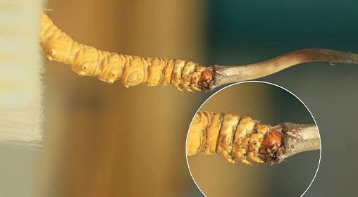 冬蟲夏草新鮮好嗎？解密新鮮蟲草的獨(dú)特價(jià)值