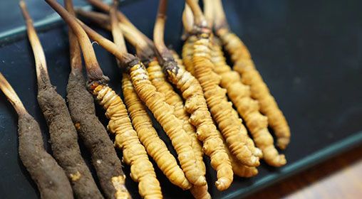 魚翅與<a href=http://m.ddhuz.com/xinxian/ target=_blank class=infotextkey>新<a href=http://m.ddhuz.com/xinxian/ target=_blank class=infotextkey>鮮冬蟲夏草</a></a>