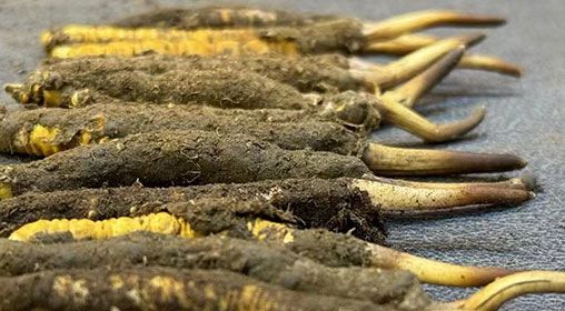 那曲<a href=http://m.ddhuz.com/xinxian/ target=_blank class=infotextkey>新<a href=http://m.ddhuz.com/xinxian/ target=_blank class=infotextkey>鮮冬蟲夏草</a></a>采摘