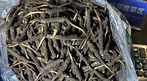 <a href=http://m.ddhuz.com/xinxian/ target=_blank class=infotextkey>新<a href=http://m.ddhuz.com/xinxian/ target=_blank class=infotextkey>鮮冬蟲夏草</a></a>出售