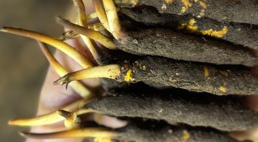 <a href=http://m.ddhuz.com/xinxian/ target=_blank class=infotextkey>新<a href=http://m.ddhuz.com/xinxian/ target=_blank class=infotextkey>鮮冬蟲夏草</a></a>晾曬