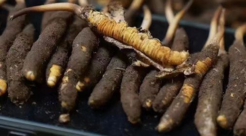 <a href=http://m.ddhuz.com/xinxian/ target=_blank class=infotextkey>新<a href=http://m.ddhuz.com/xinxian/ target=_blank class=infotextkey>鮮冬蟲(chóng)夏草</a></a>發(fā)貨