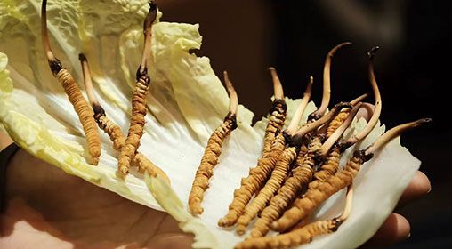 冷藏<a href=http://m.ddhuz.com/xinxian/ target=_blank class=infotextkey>新<a href=http://m.ddhuz.com/xinxian/ target=_blank class=infotextkey>鮮冬蟲夏草</a></a>   