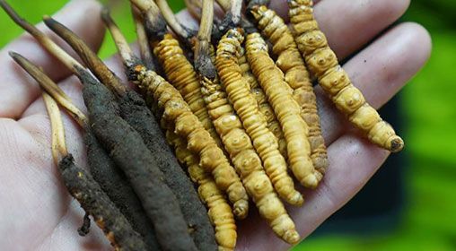 <a href=http://m.ddhuz.com/xinxian/ target=_blank class=infotextkey>新<a href=http://m.ddhuz.com/xinxian/ target=_blank class=infotextkey>鮮冬蟲夏草</a></a>服用