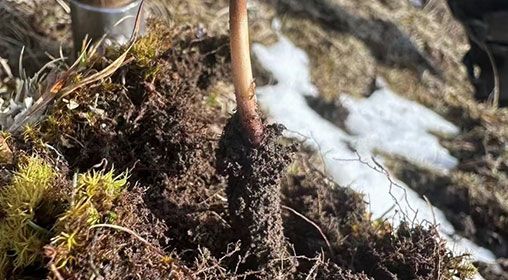 蟲(chóng)草的營(yíng)養(yǎng)價(jià)值:科學(xué)解讀"軟黃金"的神奇功效