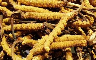 冬蟲夏草是什么味道？揭秘“軟黃金”的獨特風味