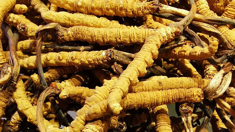 冬蟲夏草批發(fā)市場:供需交匯的滋補品集散地