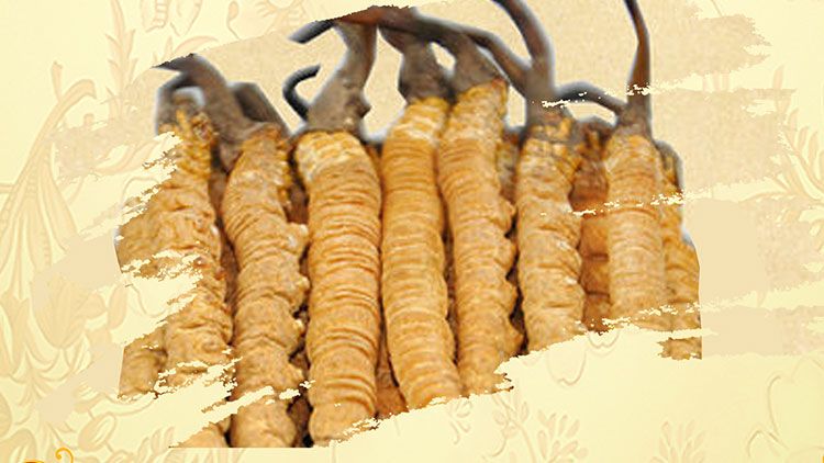 冬蟲(chóng)夏草哪家店最好