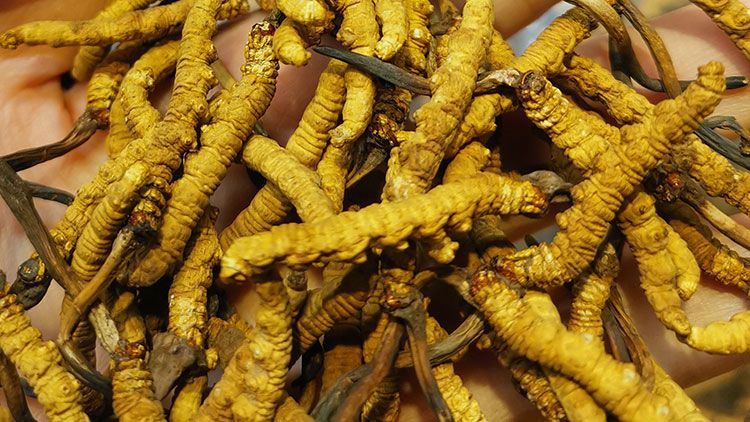 平陽冬蟲夏草市場(chǎng)在哪里？2024年最新采購(gòu)指南