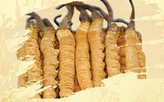 冬蟲(chóng)夏草哪家店最好