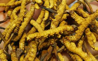 平陽冬蟲夏草市場(chǎng)在哪里？2024年最新采購(gòu)指南