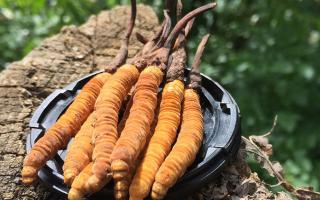 哪個(gè)牌子的冬蟲(chóng)夏草好？2024年權(quán)威選購(gòu)指南