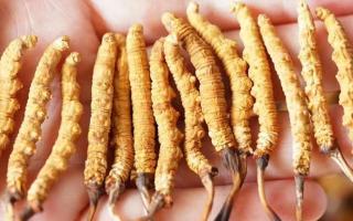 冬蟲夏草：自然界的陰陽調(diào)和大師