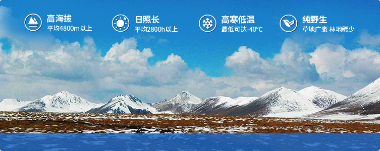 為什么說(shuō)西藏那曲的冬蟲(chóng)夏草，是品質(zhì)最好的蟲(chóng)草！